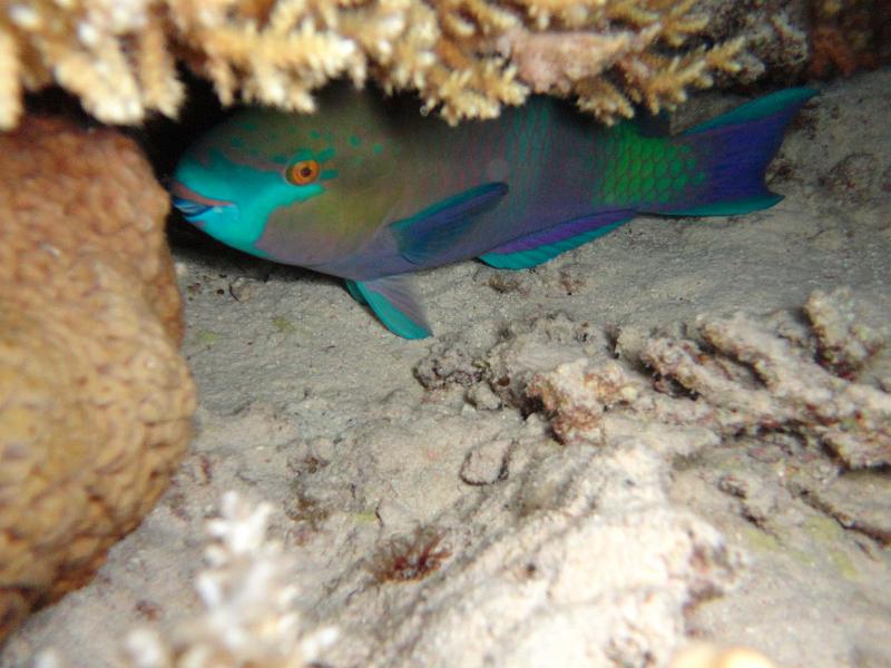 Perroquet à gorge verte - Scarus prasiognathos.jpg
